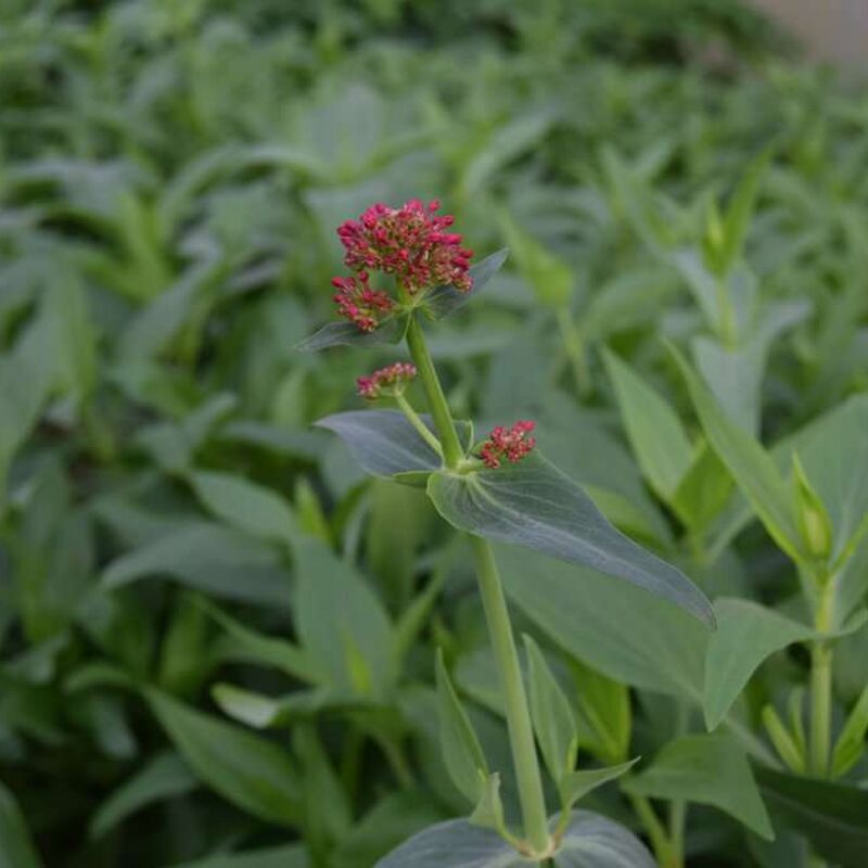 Centranthus ruber var. coccineus ---